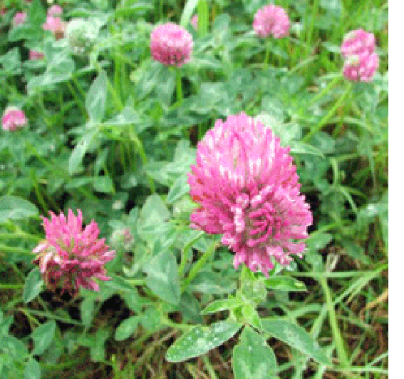 red clover, Trifolium pratense, showing the whole plant and close-ups of the edible flowers