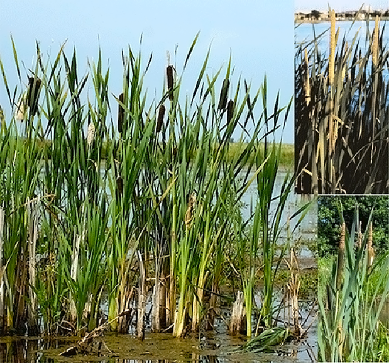 Reedmace (Typha latifolia) whole plants and close-ups of the male flowers releasing pollen