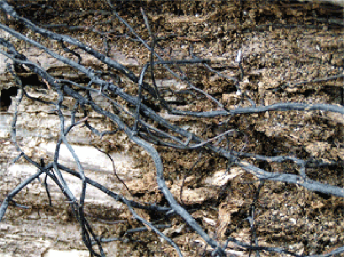 Honey Fungus (Amarillaria mellea) rhizomorphs