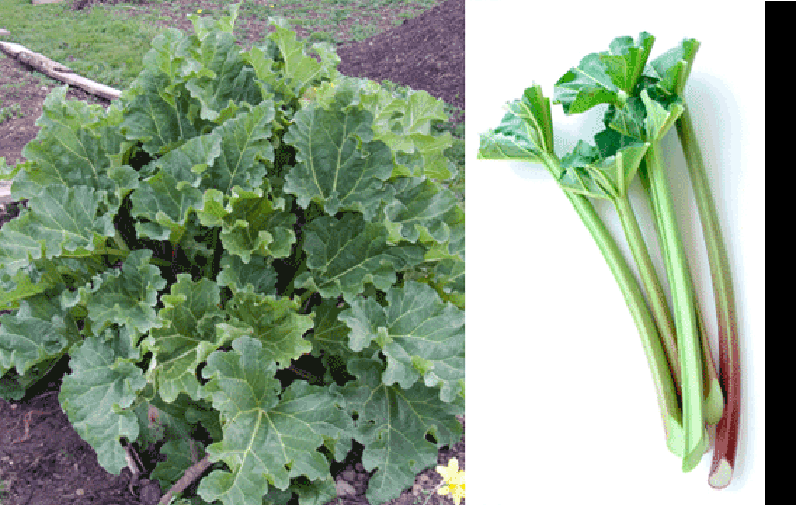 Rhubarb plant and rhubarb stems (petioles)