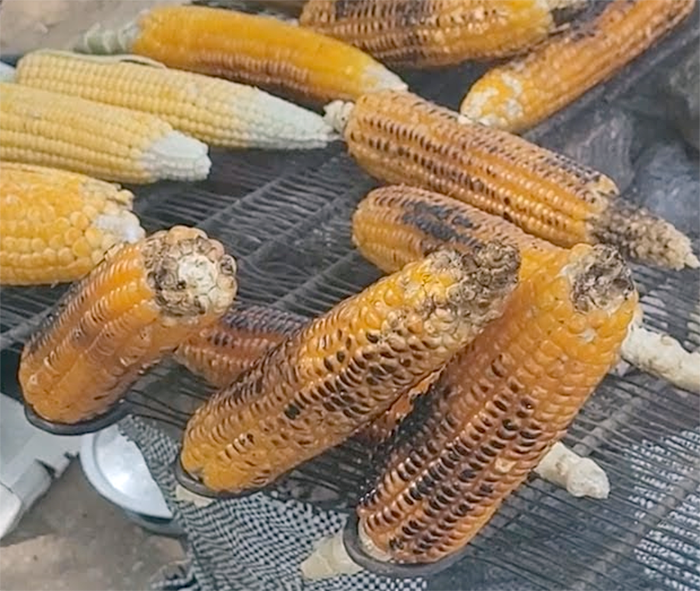 Maize cobs roasting on a barbecue