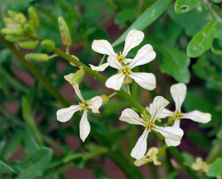 Rocket flowers