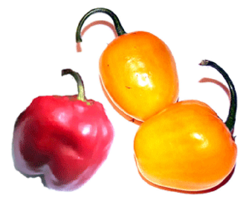 Red and Yellow Rocoto Chillies