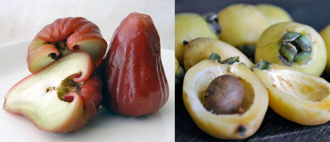 Rose Apple, the fruit of <em>Syzygium spp.</em>, shown red (left) and yellow (right) forms with one fruit split open.