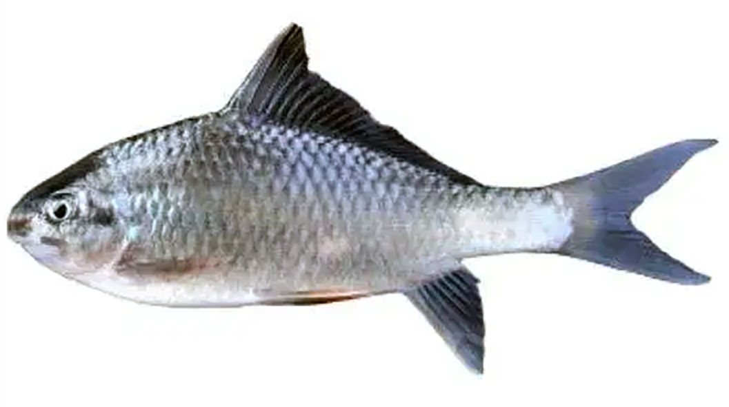 Rohu, the native Bengali cyprinid (carp) <em>Labeo rohita</em>.