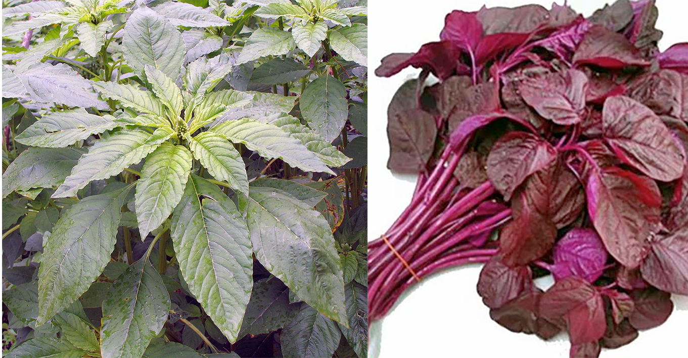 Saag, the leaves of amaranth plants <em>Amaranthus spp.</em> with a whole plants shown (left) and a bunch of leaves from a red cultivar (right)