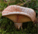 Saffron milk cap tumbnail
