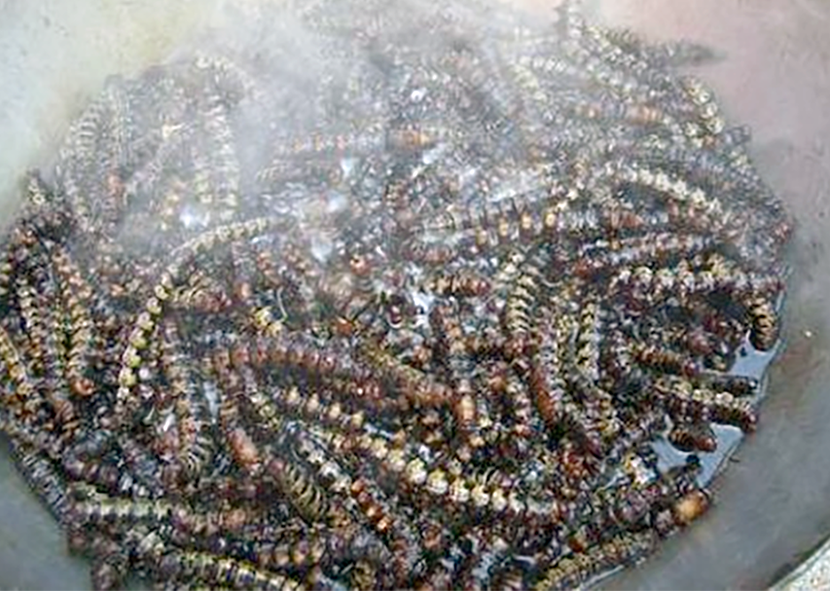 edible caterpillars steaming in a pan