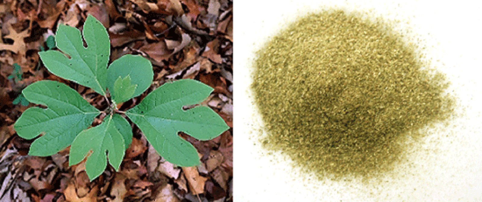 Sassafras plant and dried sassafras leaves