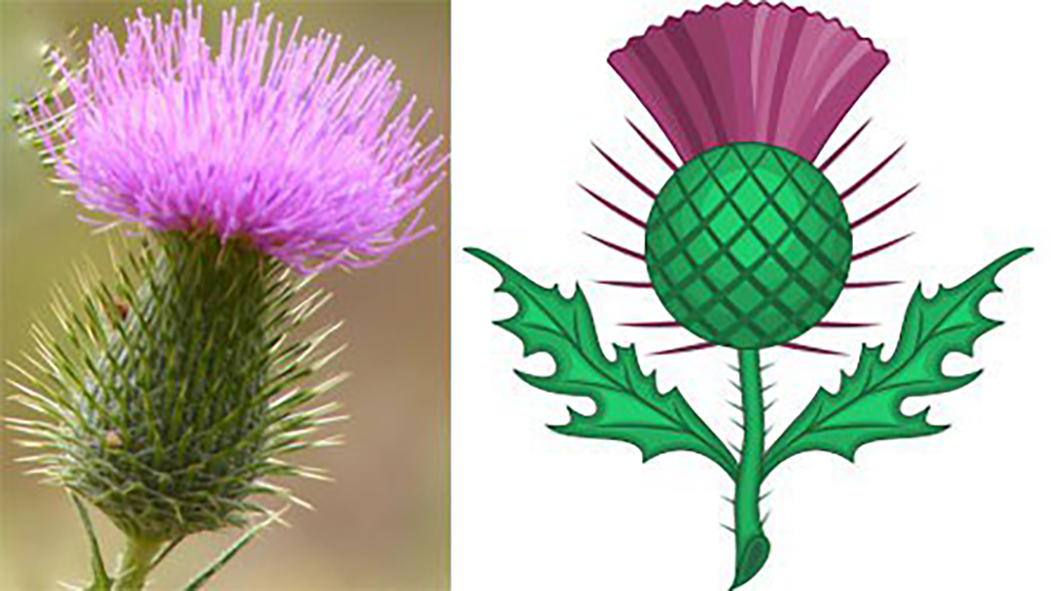 The wild thistle (left) and the stylized Scottish thistle (right).