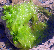 sea lettuce seaweed tumbnail