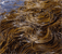 sea spaghetti seaweed tumbnail