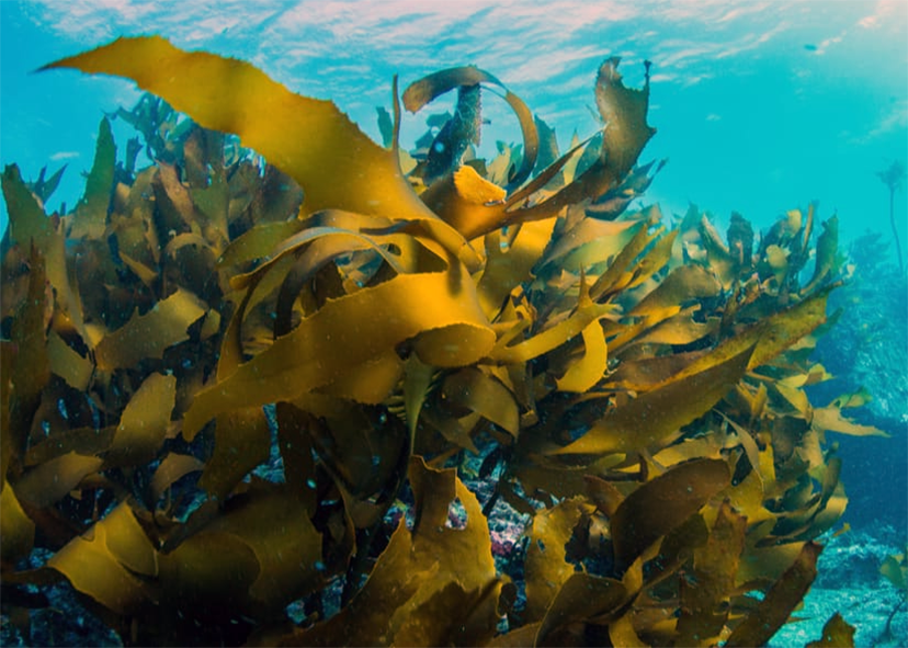Seaweed in their natural environment.