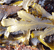 serrated wrack seaweed tumbnail