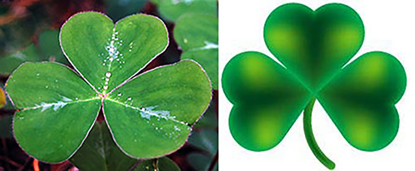 Wild shamrock picture and stylized shamrock drawing