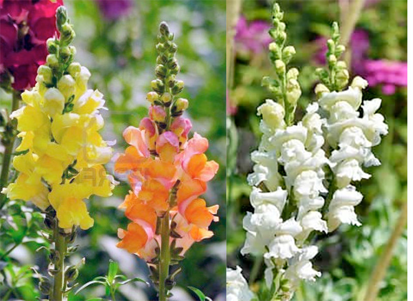 Snapdragon Flowers