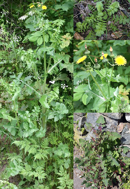 Sow thistle (Sonchus oleraceous), showing three vews of the plant and its leaves and a close-up of the flowers
