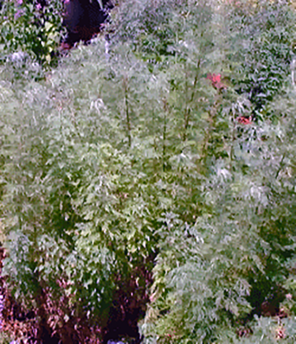 Southernwood plants