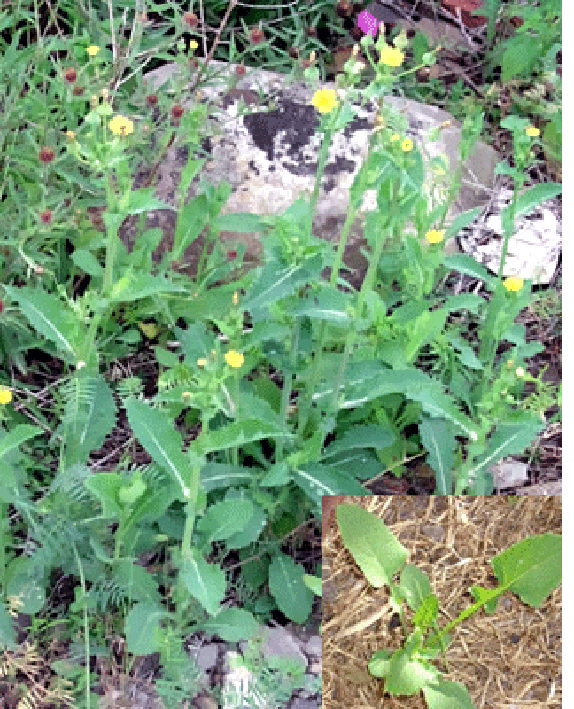 Sow thistle, showing mature plant in flower and an immature plant
