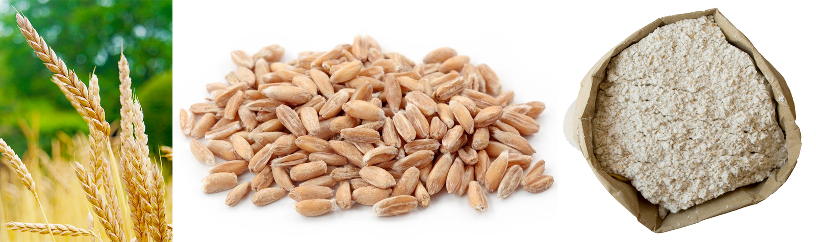 Whole spelt plant, whole spelt grains and spelt flour
