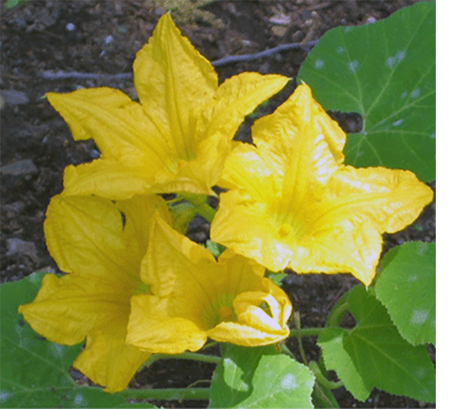 Squash Flowers