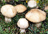 St Georges mushroom tumbnail