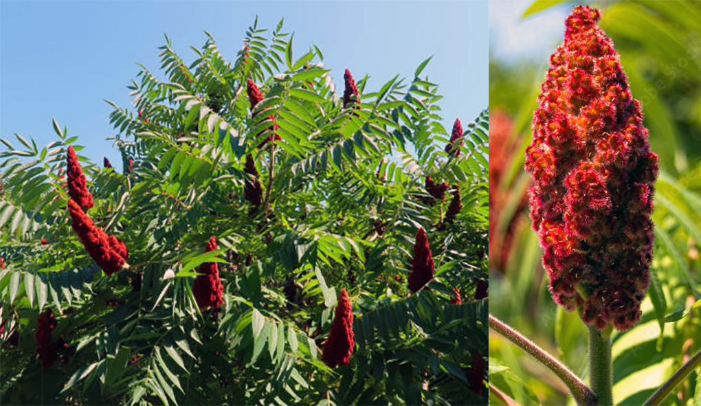 Staghorn Sumac (Rhus typhina) showing a mature plant in flower and a close-up of a single inflorescence