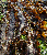 Sugar Kelp seaweed tumbnail