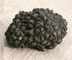 Summer truffle mushroom tumbnail
