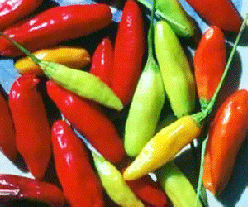 Red and Green Tabasco Chillies