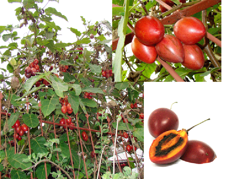 Tamarilllo plant, tamarillo fruit and halved fruit