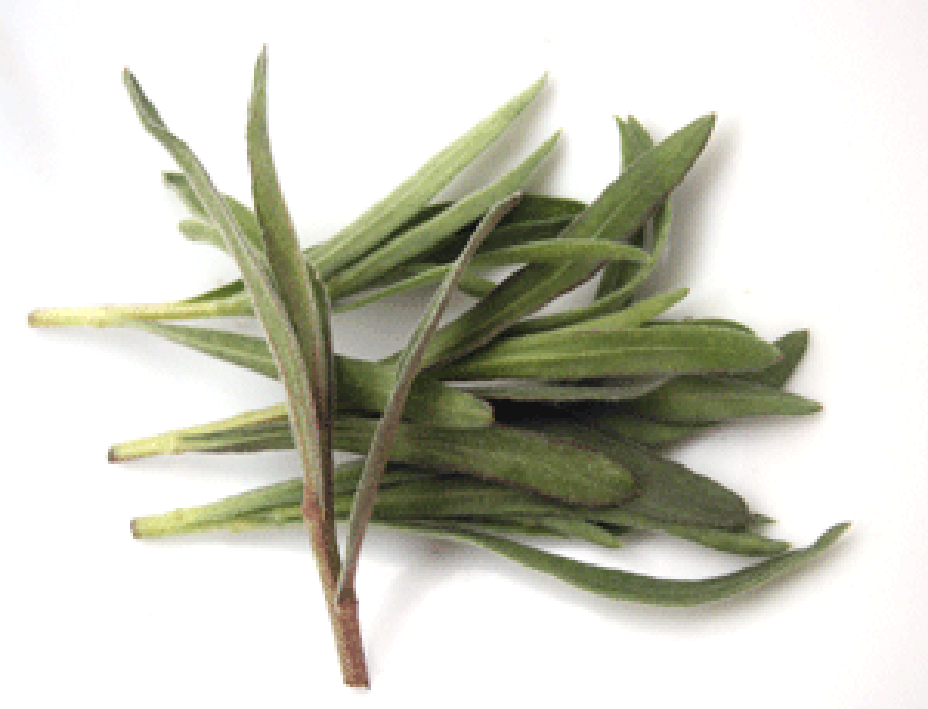 Tarragon sprigs