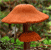 The Deceiver mushroom tumbnail