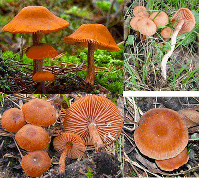 The Deceiver (Laccaria laccata), showing views of the caps, along with the stipes and gills