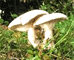 Miller fungus tumbnail