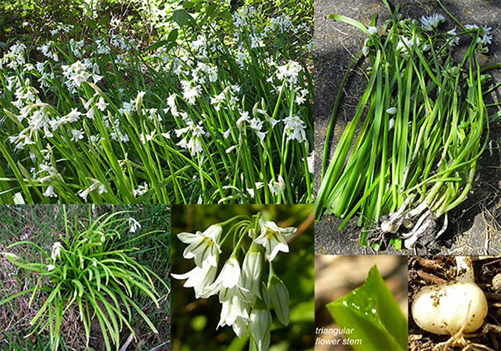 Image shows, clockwise from top left: A drift of Allium triquetrum (three-cornered leek) growing in a woodland verge; three-cornered leek stems, bulbs and flowers harvested ready for use; Allium triquetrum bulb, cros-section of three-cornered leek stem, showing the classic triangular section; the flowers of the plant, showing the characteristic green vein in each petal and, finally, a single clump of onionweed growing on the verge of a meadow.