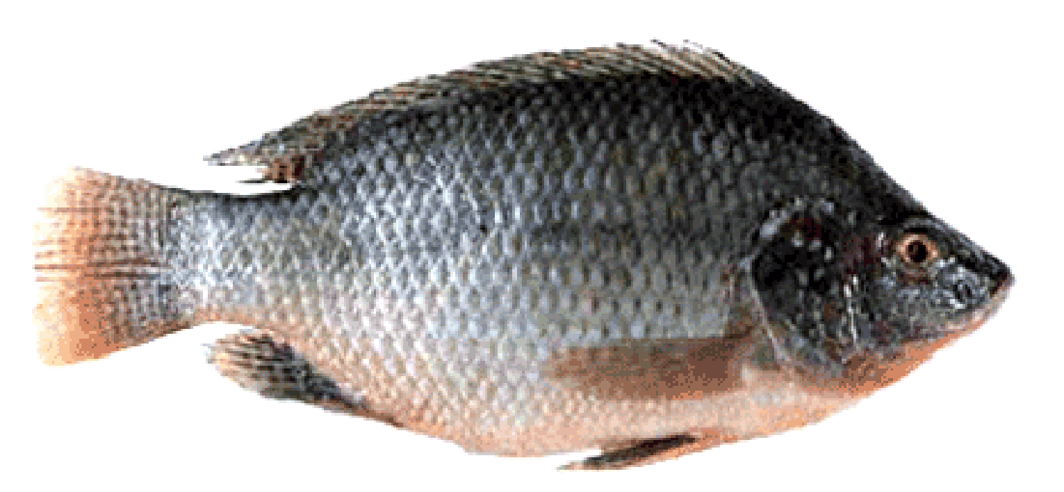 black tilapia fish.