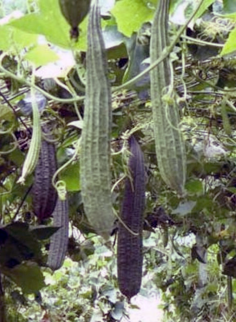 Ridge Gourd (Jhinga or Titorai), the edible fruit of the luffa vine, <em>Luffa acutangula</em>, shown growing on the vine.