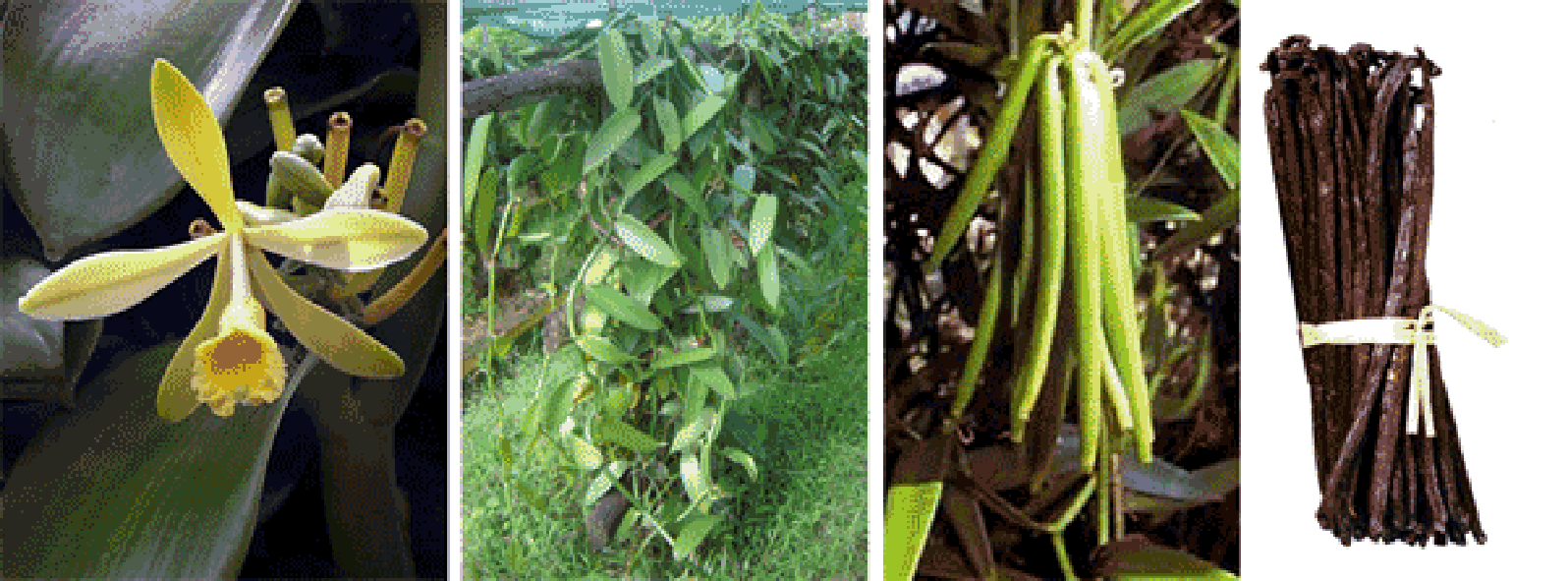 vanilla flower, plants, unripe pods and processed pods