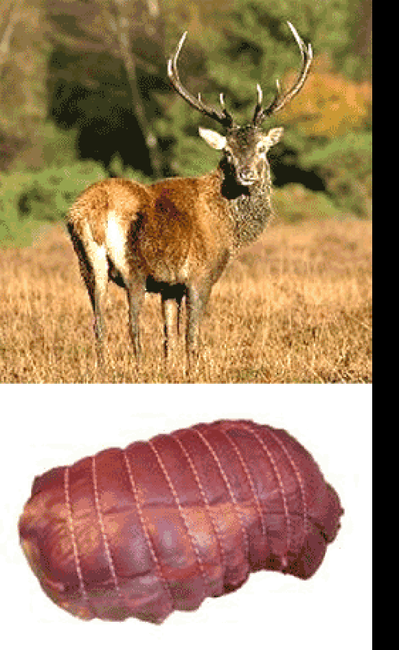 Male red deer and haunch of red deer