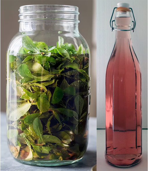 blackthorn shoots infusing in a glass jar (left) decanted and bottled vin d'epiné (right)