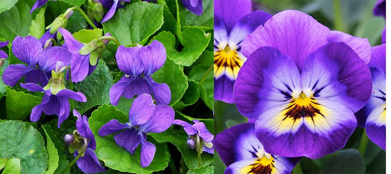 Violet Flowers