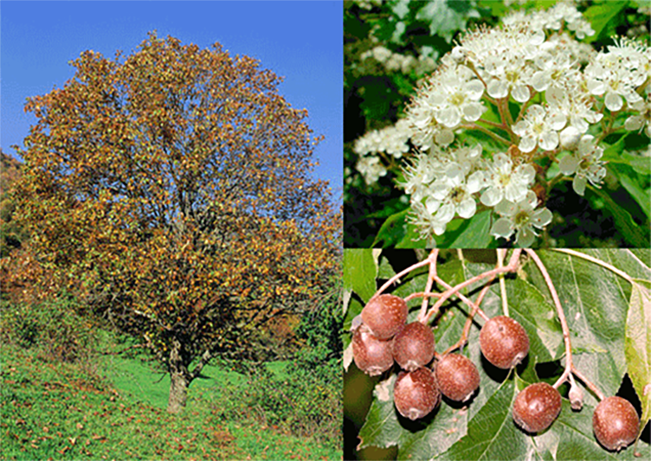 Wild service (Sorbus torminalis) showing the whole tree, with closeups of its fruit and flowers