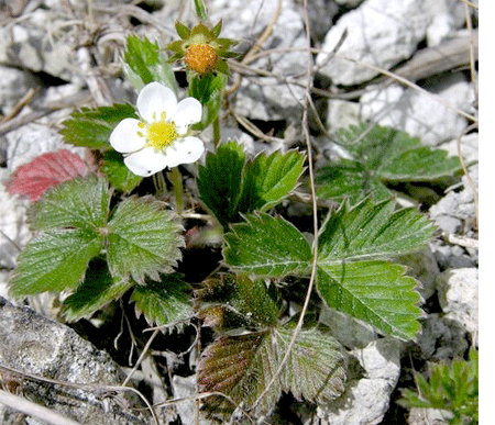 Wild strawberry (Fragaria vesca), showing the plant