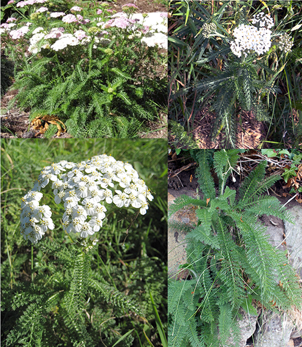 Common yarrow (Achillea millefolium), showing various views of the plant, its leaves and its flowers